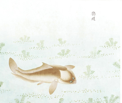 鸚鯰國(guó)畫魚海洋生物手繪