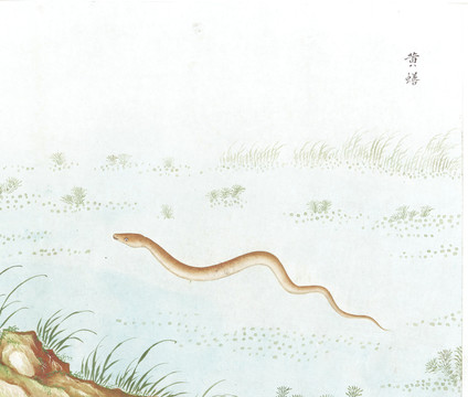 黄鳝国画鱼海洋生物手绘