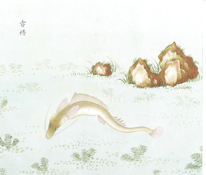 赤鱔國畫魚海洋生物手繪