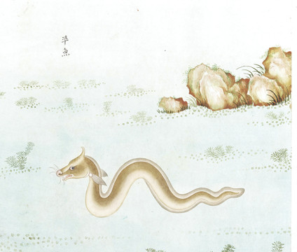 龍魚(yú)國(guó)畫(huà)魚(yú)海洋生物手繪