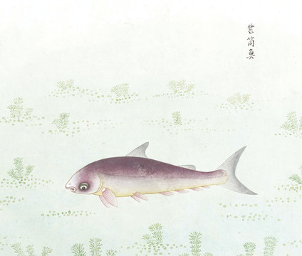 紫筒鱼国画鱼海洋生物手绘