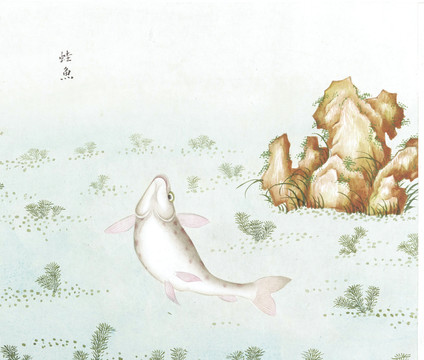 蛙鱼国画鱼海洋生物手绘