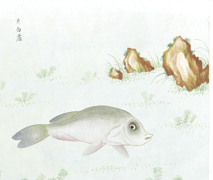 白鲈鱼国画鱼海洋生物手绘