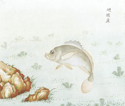 硬头鱼国画鱼海洋生物手绘