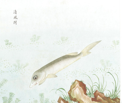 清风鱼国画鱼海洋生物手绘