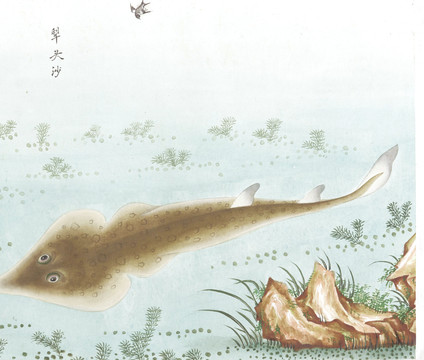 鯊魚國畫魚海洋生物手繪