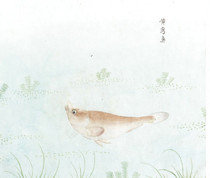 黄弯鱼国画鱼海洋生物手绘