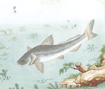 鲶鱼国画鱼海洋生物手绘
