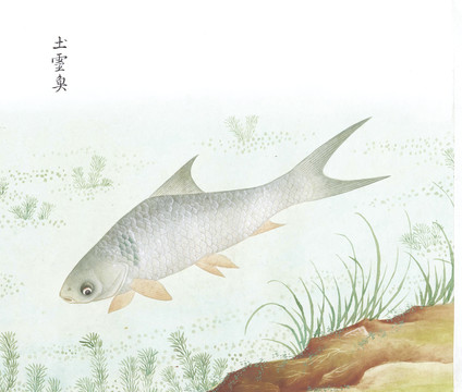 鳕鱼国画鱼海洋生物手绘