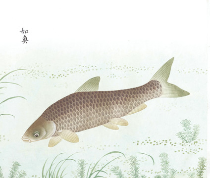 加鱼国画鱼海洋生物手绘