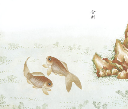 金鲫鱼国画鱼海洋生物手绘