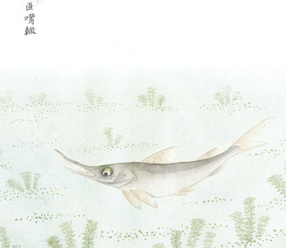 长嘴鱼国画鱼海洋生物手绘