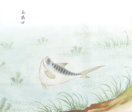 瓜鱼国画鱼海洋生物手绘