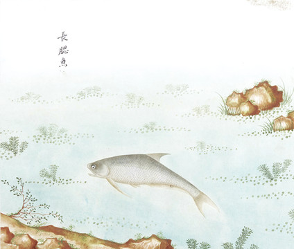 长腮鱼国画鱼海洋生物手绘