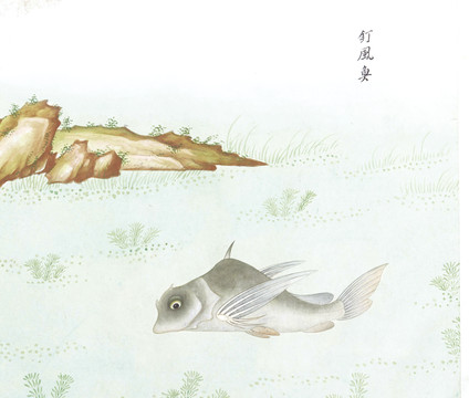 钉风鱼国画鱼海洋生物手绘