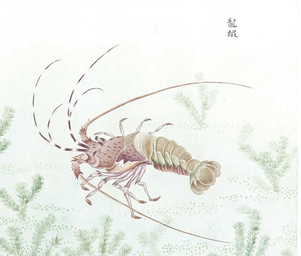 龍蝦國(guó)畫魚海洋生物手繪