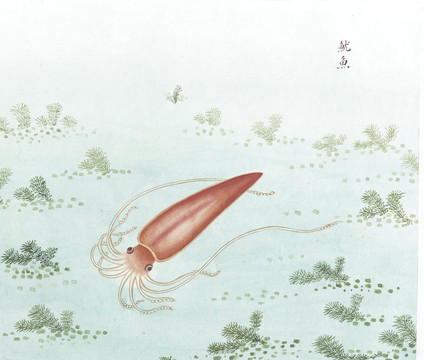 魷魚(yú)國(guó)畫(huà)魚(yú)海洋生物手繪