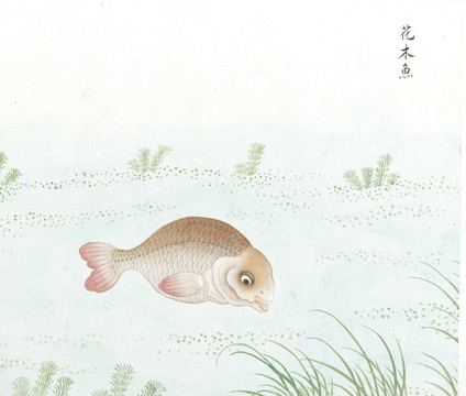 花木鱼国画鱼海洋生物手绘