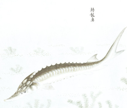 鱘龍魚國畫魚海洋生物手繪