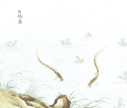 白鸽鱼国画鱼海洋生物手绘