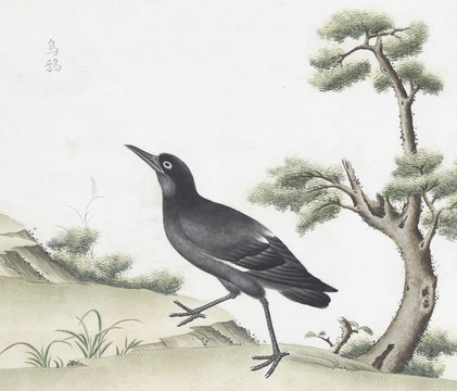 烏鴉花鳥國畫素材插畫