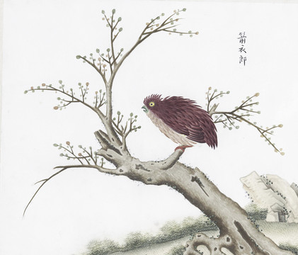 箭衣雀花鳥國畫素材插畫