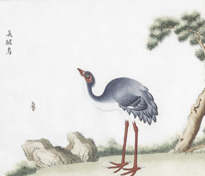 長(zhǎng)醒鳥花鳥國(guó)畫素材插畫