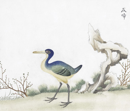 或啼花鳥國畫素材插畫