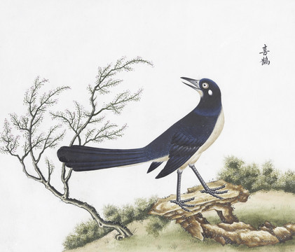 喜鵲花鳥(niǎo)國(guó)畫(huà)素材插畫(huà)