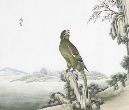 綠鶯花鳥國(guó)畫素材插畫