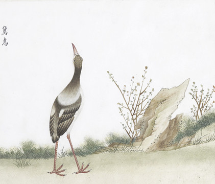 鵀鳥花鳥國畫素材插畫