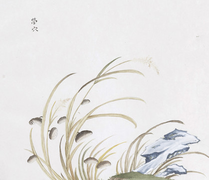 茔穴中草药国画素材插画国画