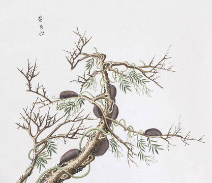 蜚蠊穴中草药国画素材插画国画