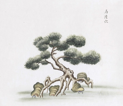 马陆穴中草药国画素材插画国画