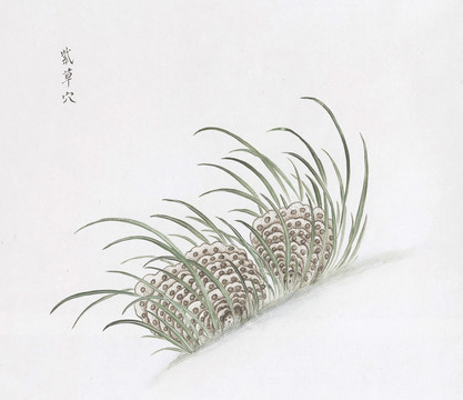 紫草穴中草药国画素材插画国画