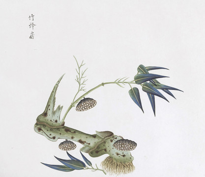 竹蜂房中草药国画素材插画国画