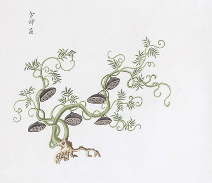 金蜂房中草药国画素材插画国画