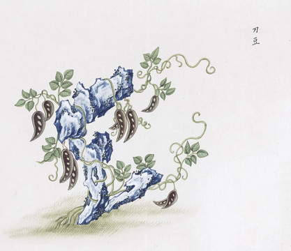 刀豆中草藥國(guó)畫素材插畫