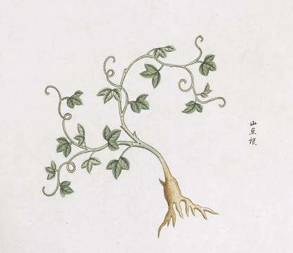 山豆根中草药国画素材插画