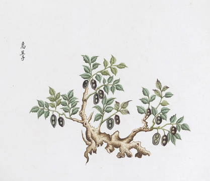 鸟豆子中草药国画素材插画国画