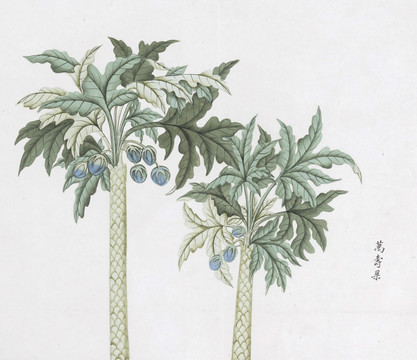 萬壽果中草藥國畫素材插畫國畫