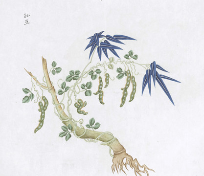 紅豆中草藥國畫素材插畫國畫