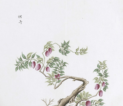 柯子中草藥國畫素材插畫國畫