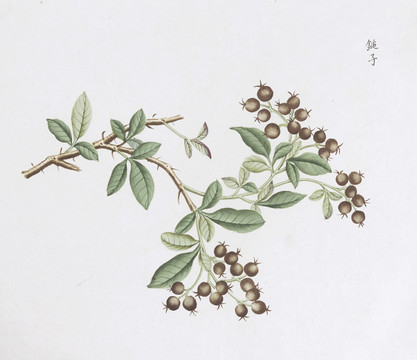 锤子中草药国画素材插画国画