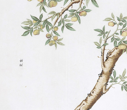 柑樹中草藥國(guó)畫素材插畫國(guó)畫