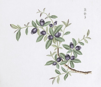 岗捻子中草药国画素材插画国画