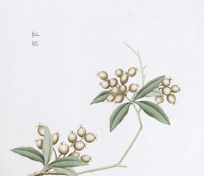 枇杷中草藥國畫素材插畫國畫