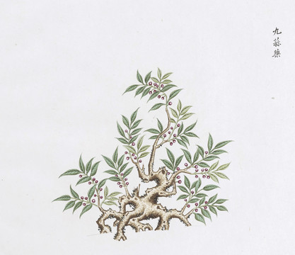 九蒜藥中草藥國畫素材插畫國畫