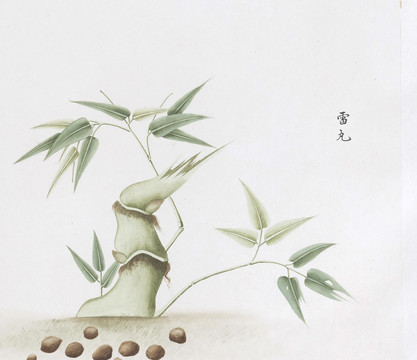 雷丸中草藥國(guó)畫素材插畫國(guó)畫