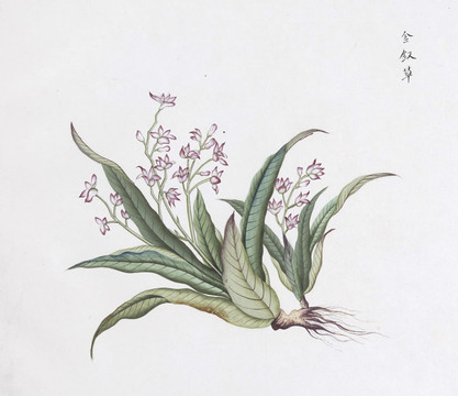 金釵草中草藥國畫素材插畫國畫